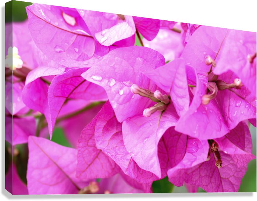Pinkies Canvas Print