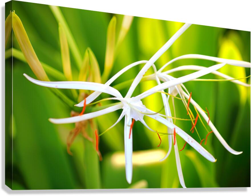 Spider flower Canvas Print
