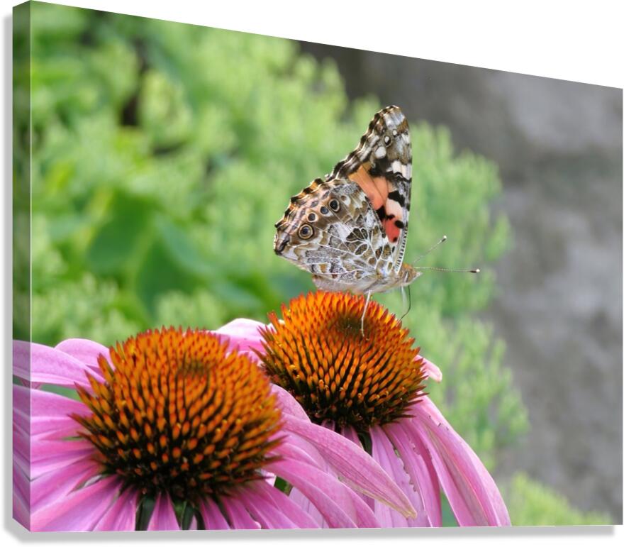 Pretty monarch Canvas Print