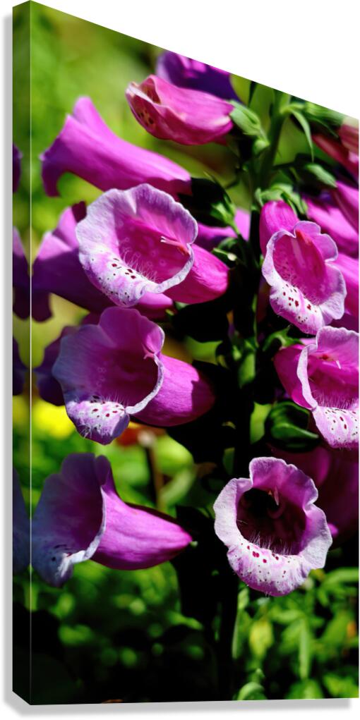 Pink foxgloves Canvas Print
