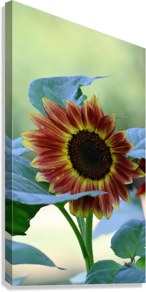 Hello sunshine Canvas Print