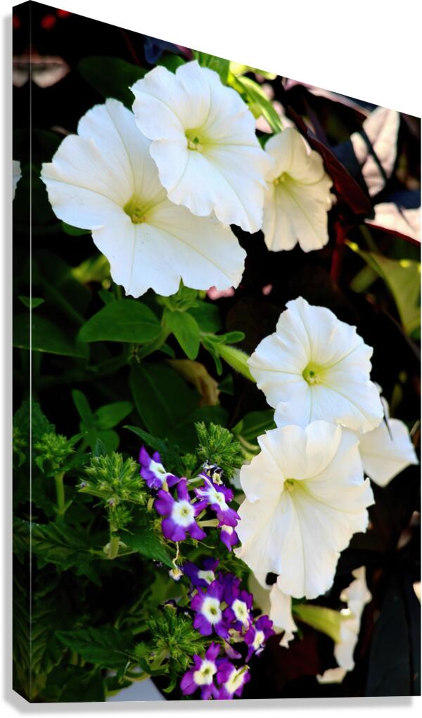 Spring flowers Canvas Print
