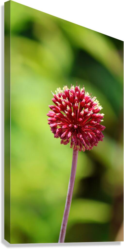 Red allium Canvas Print