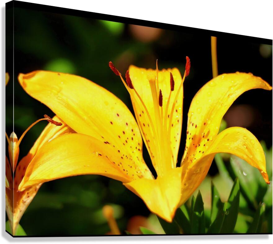 Yellow iris Canvas Print