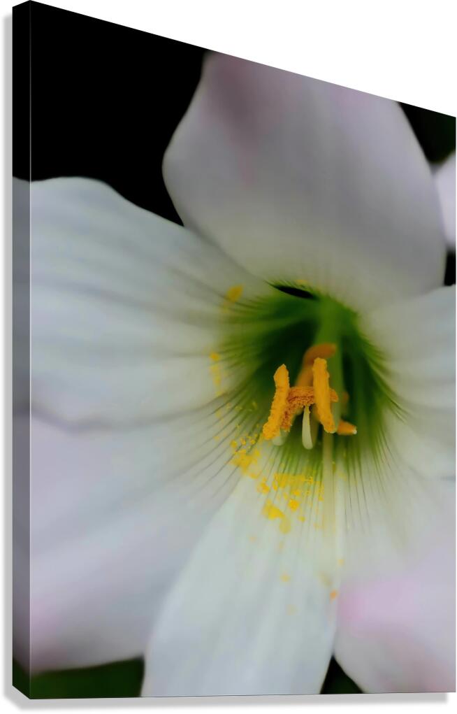 Easter lily Canvas Print