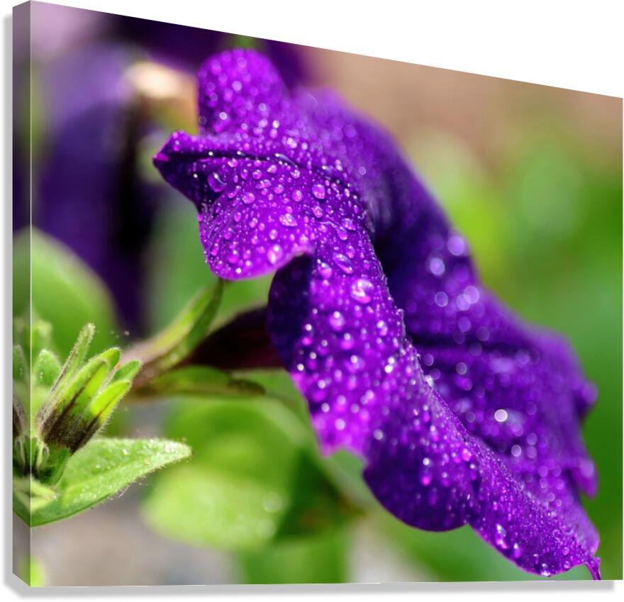 Refreshing Canvas Print