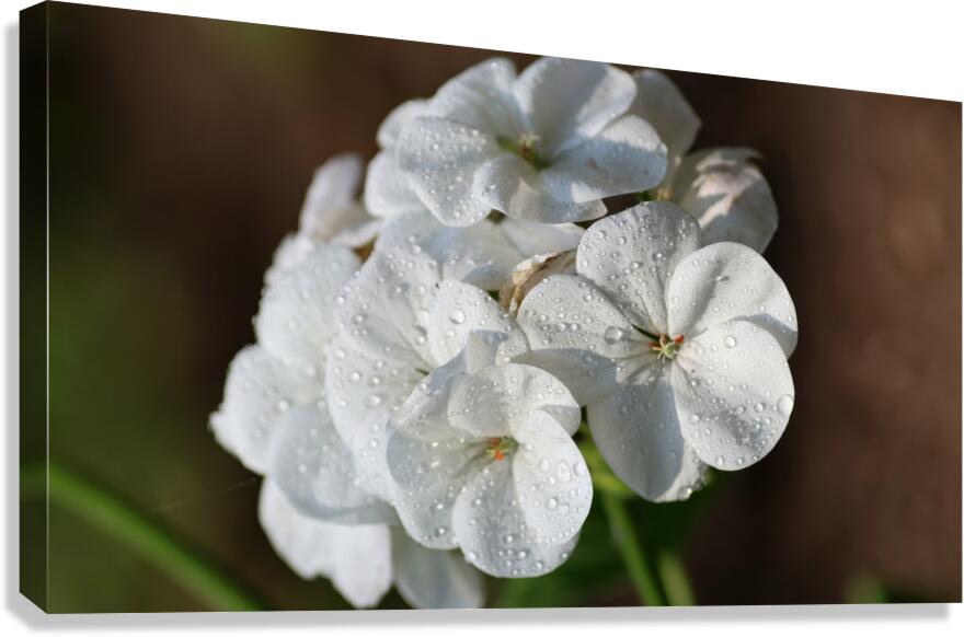 White geranium Canvas Print