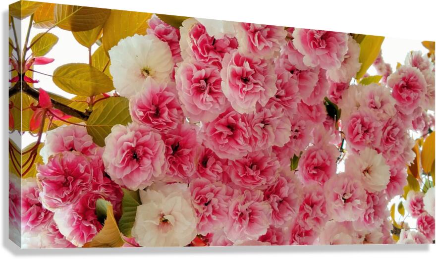 Cherry blossoms Canvas Print