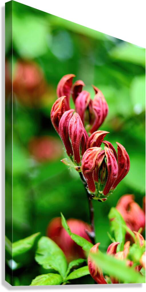 Red azalea Canvas Print