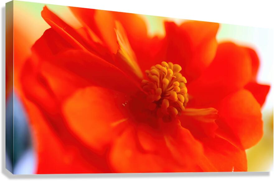 Geranium close up Canvas Print