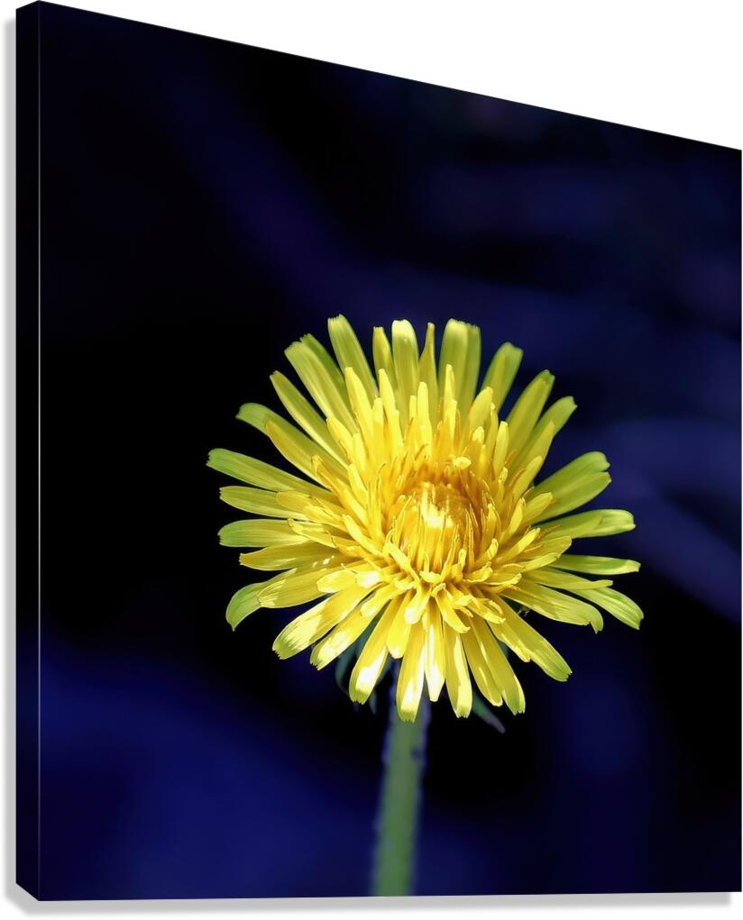 Dandelion Canvas Print