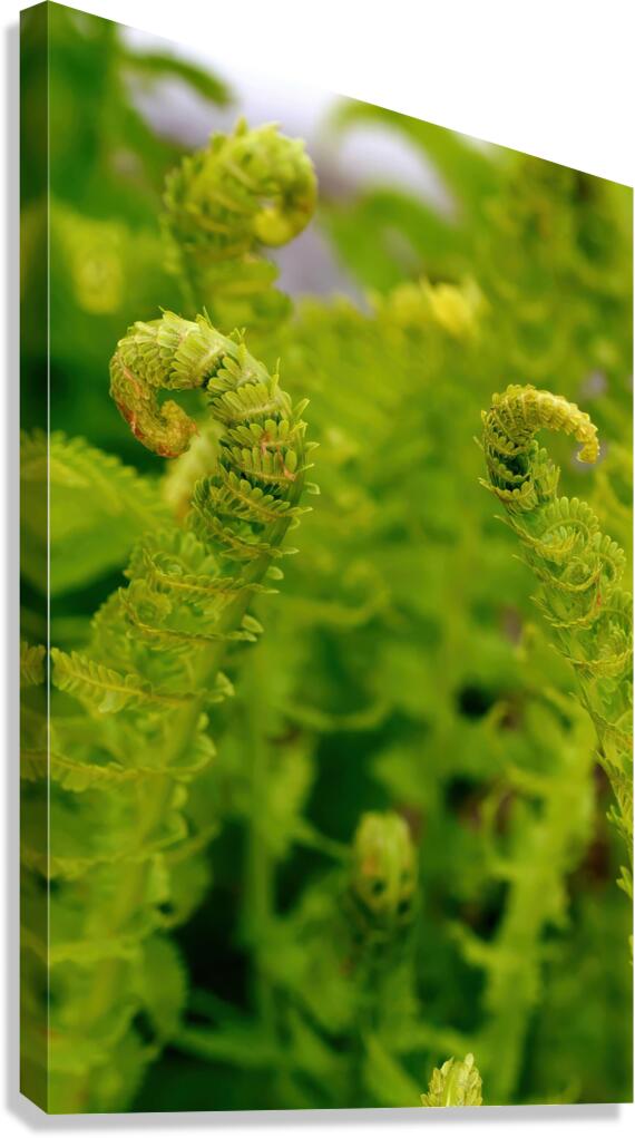 Ferns Canvas Print