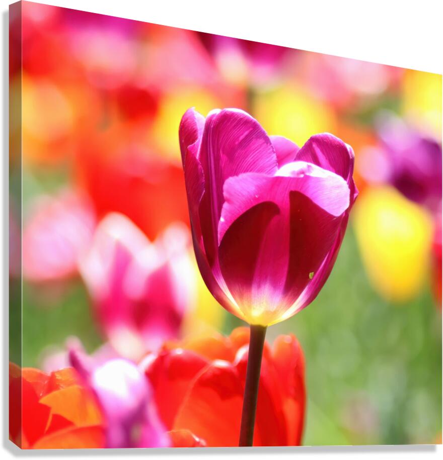 Red tulip Canvas Print