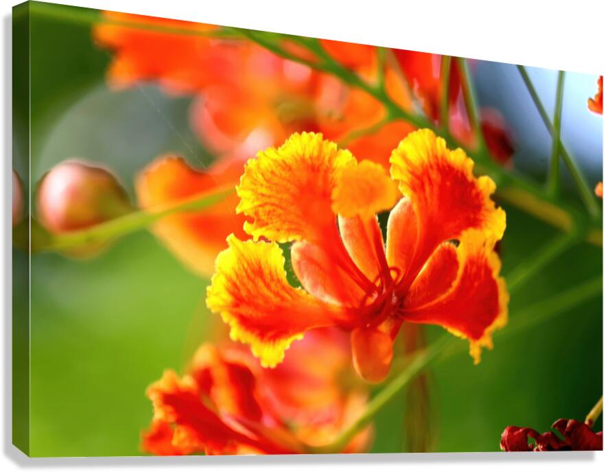 Calming Canvas Print
