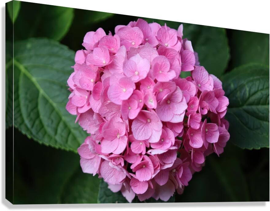 Pink Hydrangea Canvas Print