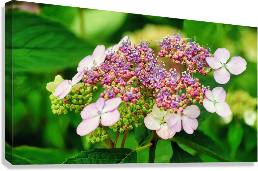 Mountain hydrangea Canvas Print