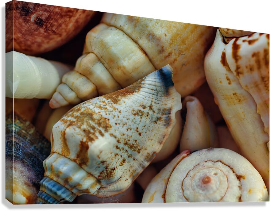 Tropical shells 2 Canvas Print