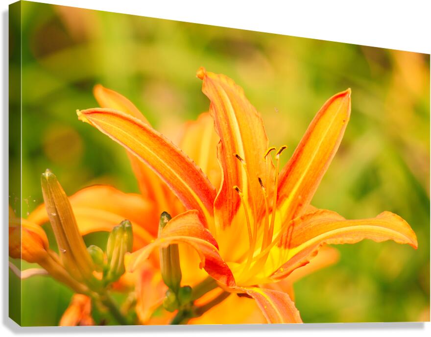 Lily Canvas Print
