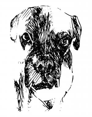Boxer