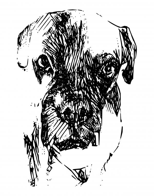 Boxer by flammar