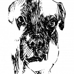 Boxer