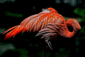 Flamingo II
