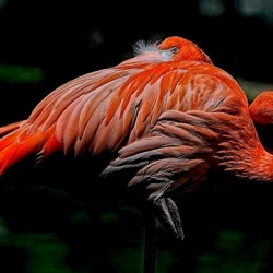 Flamingo II