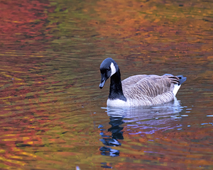 Waterfowl 27