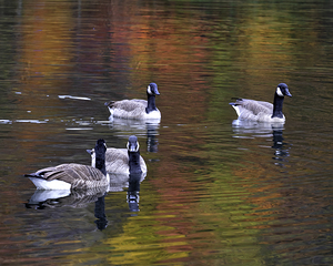 Waterfowl 7