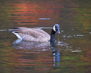 Waterfowl 58
