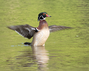Waterfowl 103