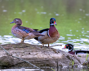 Waterfowl 107