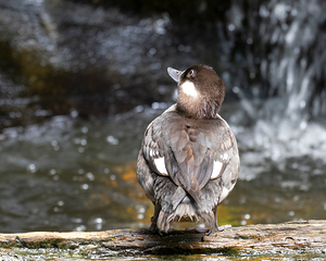 Birds 56