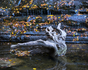West Virginia 41