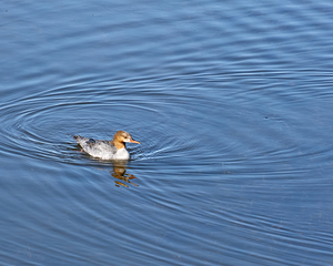 Waterfowl 161