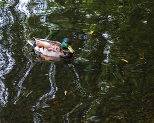 Waterfowl122