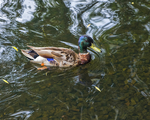 Waterfowl 151