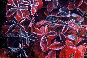 Frost Abstract  3