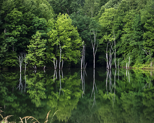 Green Abstract  1