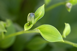 Green Plant Abstract  3