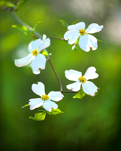 CountryAmericana 152