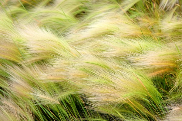 Abstract 63 Print