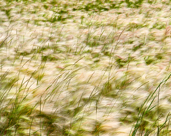 Abstract 61 Print