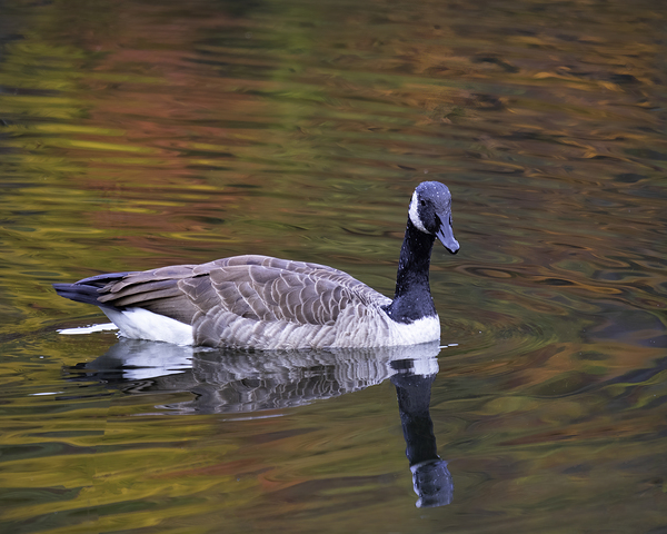 Waterfowl 35 Print