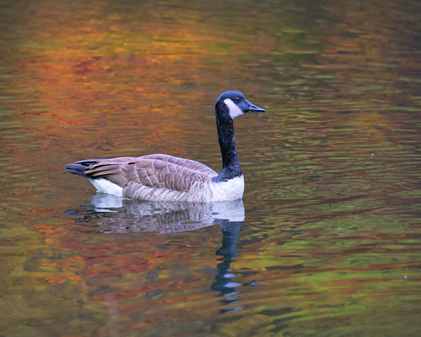 Waterfowl 41 Print