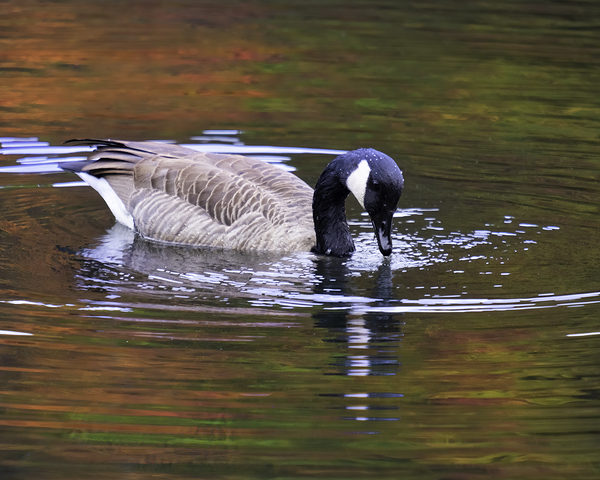 Waterfowl 4 Print