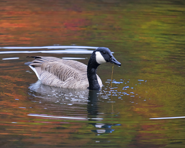 Waterfowl 9 Print