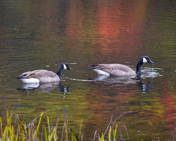 Waterfowl 45 Print
