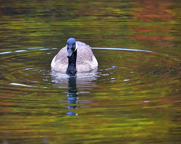Waterfowl 33 Print