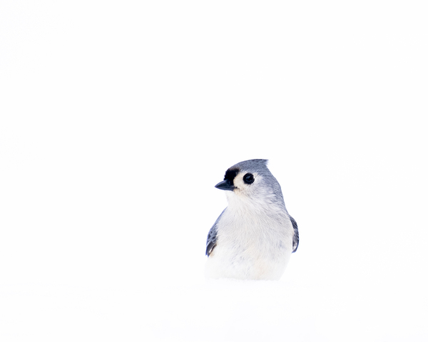 Birds  21 Print